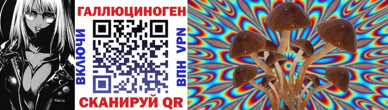 Псилоцибиновые грибы Psilocybine cubensis  Глазов 